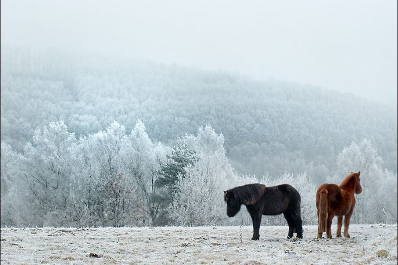 Wintermorning