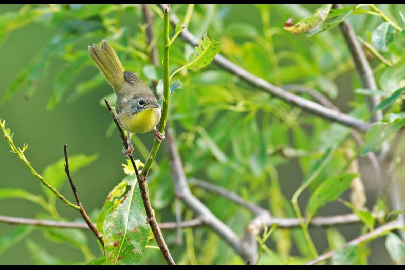 Warbler's pause.
