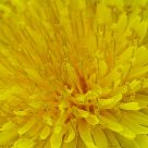 Dandelion In Bloom