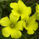Yellow !