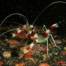 Cleaner shrimp