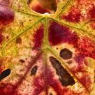 Grape Leaf