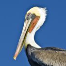 Adult Brown Pelican