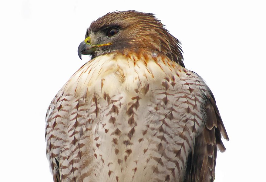 Red Tailed Hawk