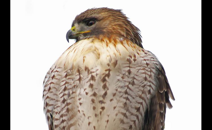 Red Tailed Hawk