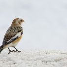 Solitary bird of winter