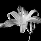 Day Lily