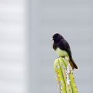 New Bird Perch