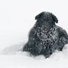 snowy weather