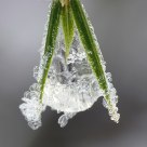 Crystal drops