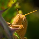 Hopperhead