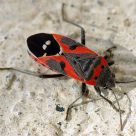 Visiting Insect