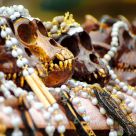 Monkey Skulls