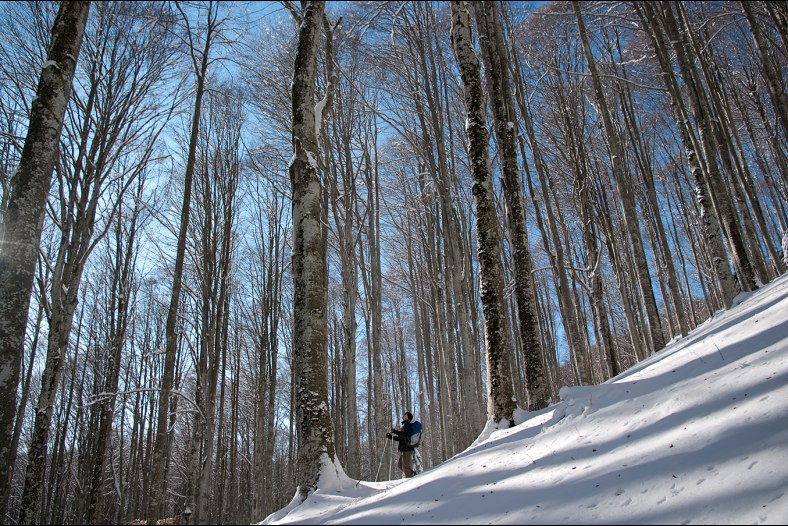 Foresta del Cansiglio