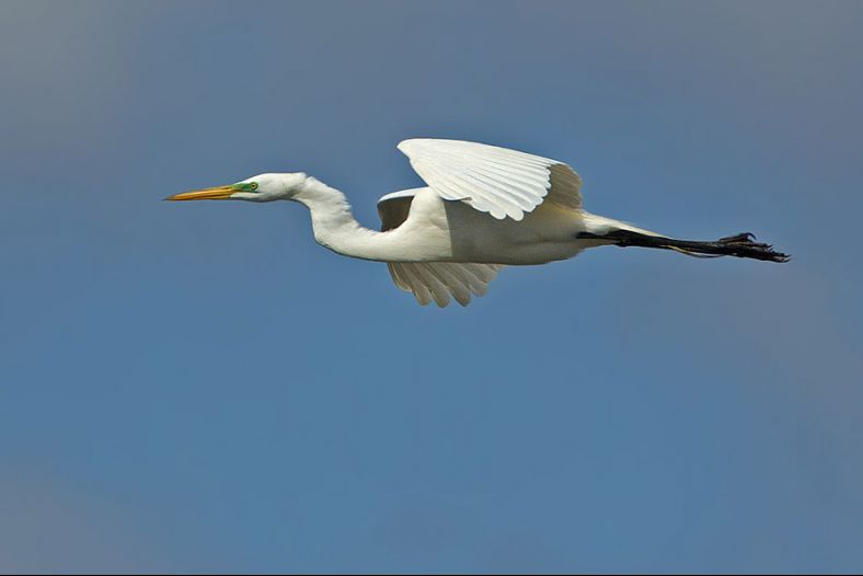 The flight of a Great Egret
