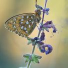 Argynnis aglaja