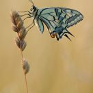Papilio machaon