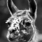 Lama