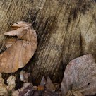 Flatten by winter
