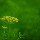 PENTAX Green!!!!!!!!