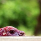 Turkey stares