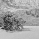 On A Dune Alone