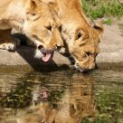 thirsty