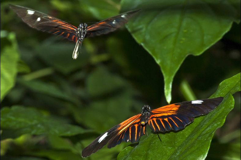 In Flight