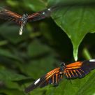 In Flight