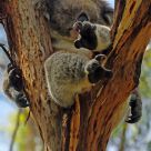 Sleeping Koala