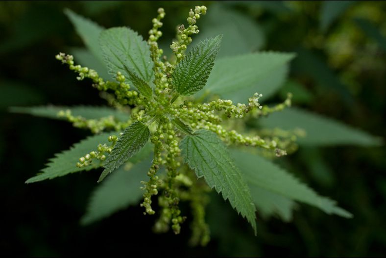 Nettle