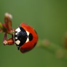 Coccinelle
