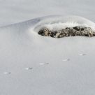Footsteps on the fresh snow