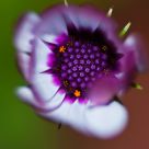 Margarita dawn bokeh