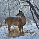 Mule deer