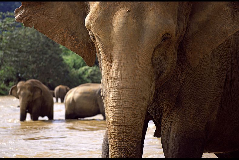 Elephants, Pinnawela