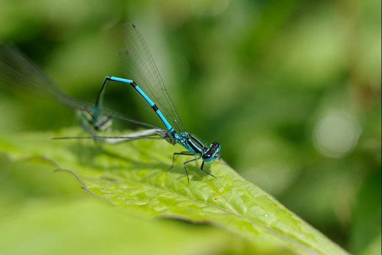 Dragonfly