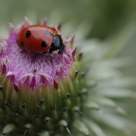 Ladybug