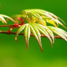 Japanese Maple in Spring