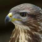 Raptor