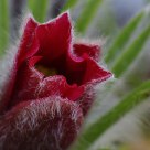 Pulsatilla vulgaris
