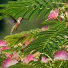 Hummingbird in Mimosa