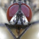 Crown of Housefly