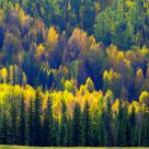 Forest Afire