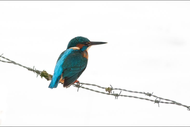 kingfisher barbwire