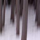 Secret forest