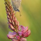 Polyommatus icarus