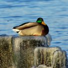 Winter duck