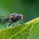 Fly