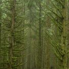 Misting Branch